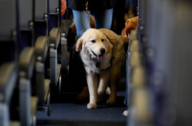 FILE - In this April 1, 2017 file photo, a service dog strolls around the island on a United Airlines plane at Newark Liberty International Airport while participating in a training exercise in Newark, New Jersey.  The transportation department issued a final rule on Wednesday, December.  2, 2020, for service animals.  The rule states that only dogs can qualify and that they must be specially trained to help a person with disabilities.  For years, some travelers have brought untrained dogs and all kinds of other animals on board, claiming that they need the animal for emotional support.  (AP Photo / Julio Cortez, File)