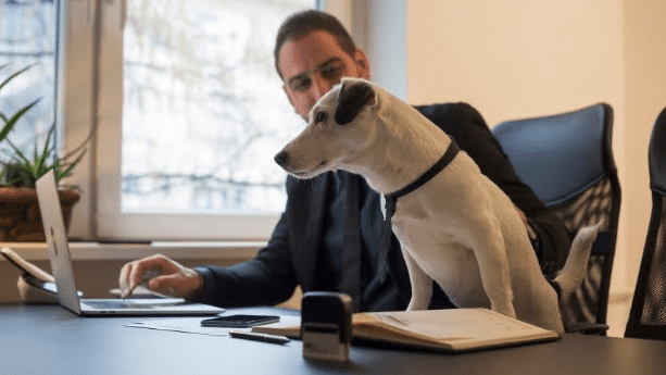 Emotional Support Animal—How to Register Online