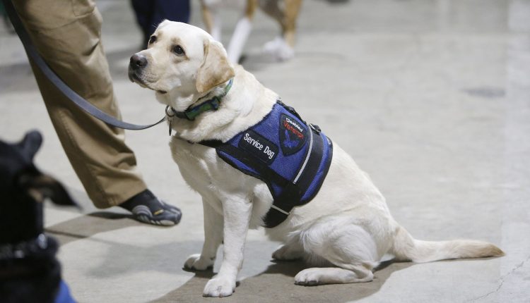 Restrictions Set To Take Effect For Service Animals On Planes