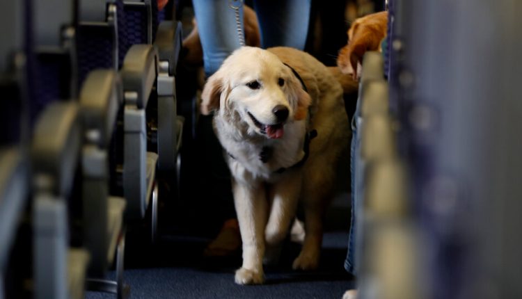 U.S. to Limit Service Animals on Planes to Dogs Only