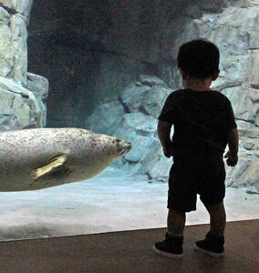 Maritime Aquarium offers Sensory-Friendly Evening on July 26 for guests